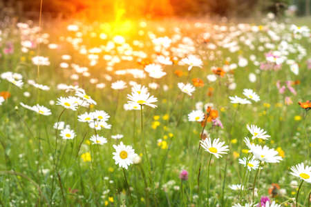 Summer field full of daisies flower with sunlightの写真素材