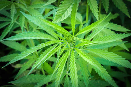 Marijuana plants at outdoor - cannabis farm fieldの写真素材