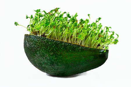 Fresh green water cress microgreens in avocado shell close up. Isolated on white empty background. Food creative concept, healthy eating. Horizontalの写真素材