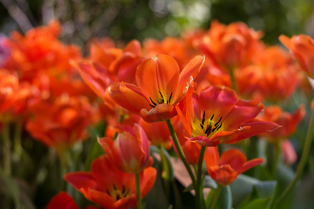 Two bright orange red tulip flower darwiorange cultivar with flowers and green leaf background in tulip field at spring day for postcard beauty decoration and agriculture concept design. slective focusの写真素材