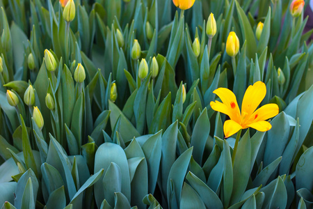many closed yellow tulips in flower garden, one is opened on the background of green leaves of tulip field at spring day for postcard, wallpaper beauty decoration and agriculture concept designの写真素材