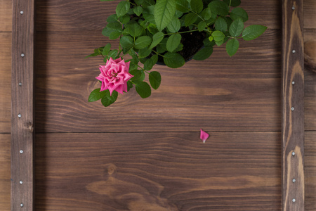 rose with leaves on brown wooden background with copy space for text. Top view.の写真素材