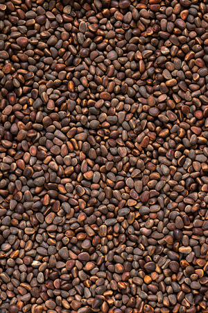 Brown fresh natural whole pine nuts, Vertical orientation. Copy space.の写真素材