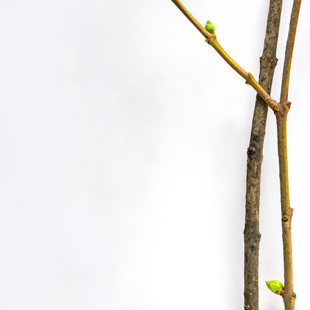 Early spring flowering green tree branch isolated on white. Early spring concept. Decoration of postal, visiting-card, paper for a letter Squareの写真素材
