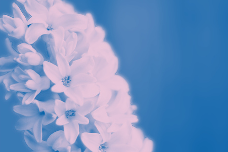 pink hyacinth blooming close up on empty background background. Blue duotone. Vertical. Designの写真素材