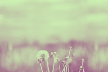 Vintage photo ultra violet and yellow colour of dandelions blower woman on meadow. Duotone Horizontal.の写真素材