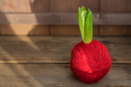 small green hyacinth leaves in red yarn ball on old wooden textured backgroundの写真素材