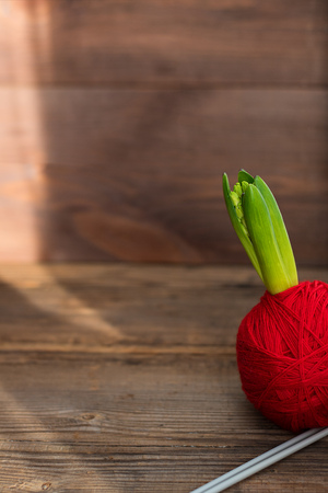 small green hyacinth leaves in red yarn ball on old wooden textured backgroundの写真素材