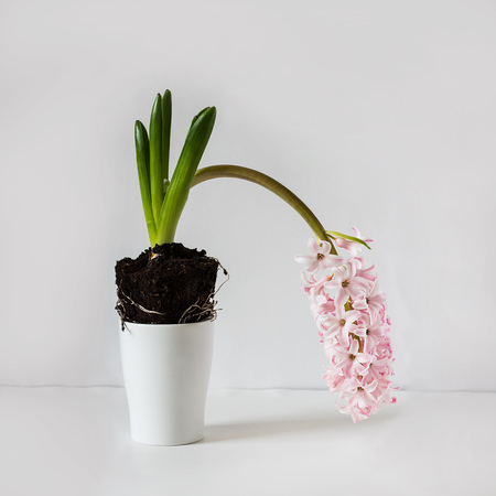 Light Pink weak hyacinth blooming plant on empty white background front view with copy space. Botanic. Square with copy space.の写真素材
