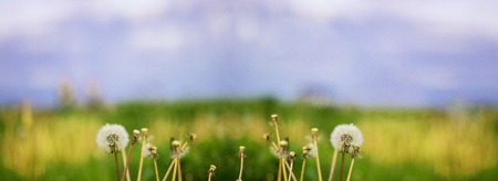 Vintage photo colour of dandelions blower woman on meadow. Horizontal panorama bannerの写真素材