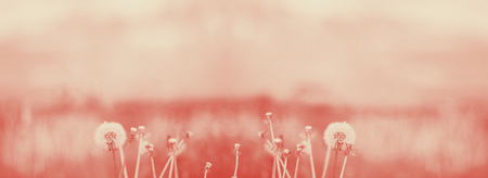 Vintage photo ultra violet and blue colour of dandelions blower woman on meadow. Duotone coral. Horizontalの写真素材