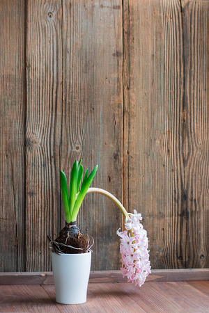 Light Pink dropped weak hyacinth blooming plant on old textures background front view with copy space. Botanic. Vertical with copy space.の写真素材