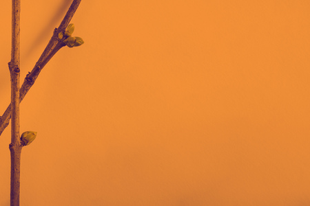 Early spring flowering green tree branch isolated orange and violet duotone, spring background Early spring concept. Decoration of postal, visiting-card, paper for a letter,の写真素材