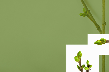Early spring flowering green tree branch isolated, green tone design, Early spring concept. Decoration of postal, visiting-card, paper for a letterの写真素材