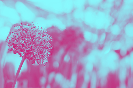Allium Giganteum Giant Onion pink blooming on the background of defocused garden with copyspace for text, for wallpaper and postcardの写真素材