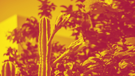 Two flowers of cacus cereus white and dark red on the bachground on bright clear blue sky and defocused palm and trees and leaves, Outdoor, copy space, red and orange bright duotone, horizontal bannerの写真素材