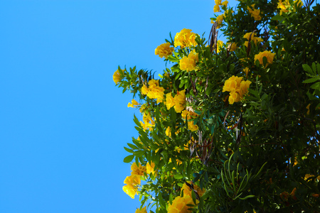 green blooming bush with yellow flowers on the bachground of blue sky, horizontal, summer moodの写真素材