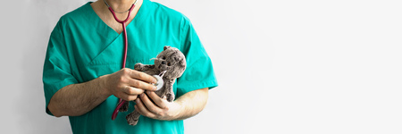 male doctor in green costume holds in hands and examins with stethoscope grey toy cat on white background. Horizontal long banner, panorama, healthcare, medicine, pediatry, children doctor, paedologyの写真素材