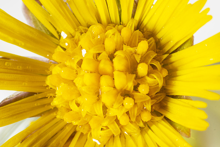 Yellow bright flower of Coltsfoot, Tussilago farfara on white bachground for medecine, botanic and cosmetic design. Wild medicinal healing herb. Macro. Horizontalの写真素材