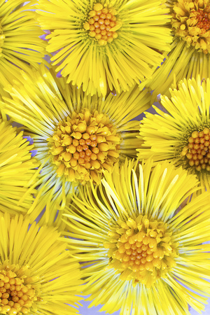 Many yellow bright flowers of Coltsfoot, Tussilago farfara, bachground for medecine, botanic and cosmetic design. Wild medicinal healing herb. Macro. Verticalの写真素材