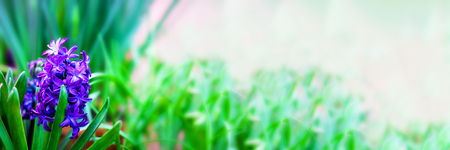 fresh bright violet blooming hyacinth with green leaves in focus on the background of defucused garden. Long horizontal banner with copy space for text and design. Wallpaper.の写真素材