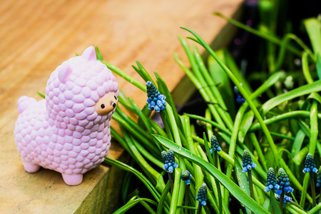 Pink small llama squishy toy on wooden board with blue blooming muscari armeniacum grape hyacinth flowers and bright green leaves. Spring background. Horizontalの写真素材