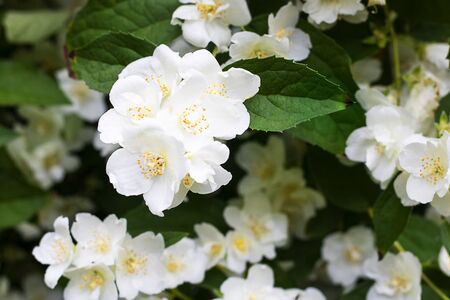 White flowers of jasmine with green leaves, Three in focus. Spring and summer background or wallpaper for gardening, plants and hobby. Horizontalの写真素材