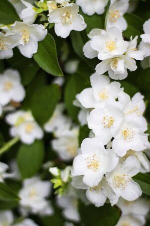 White flowers of jasmine with green leaves, Three in focus. Spring and summer background or wallpaper for gardening, plants and hobby. Verticalの写真素材