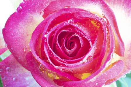 Close up view of a beautiful yellow and pink rose with drops of water. Macro image. Fresh beautiful flower as expression of love and respect for postcard and wallpaper. Horizontal.の写真素材