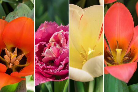 Spring flowers collage, four close up opened buds of tulip different cultivars and types, Horizontalの写真素材