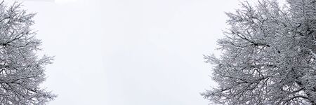 Branch of tree in snow texture from both sides, Winter and Christmas background for postcard and wallpaper, vintage style, long horizontal banner with copy spaceの写真素材