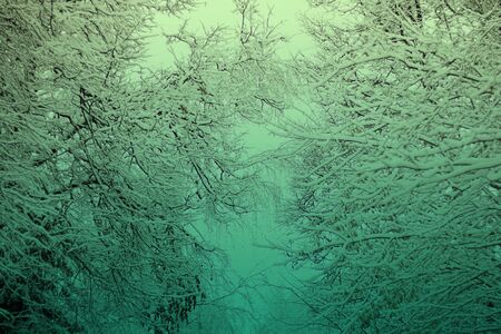 Branch of tree in snow texture from both sides, marine duotone, Winter and Christmas background for postcard and wallpaper, vintage style, horizontalの写真素材