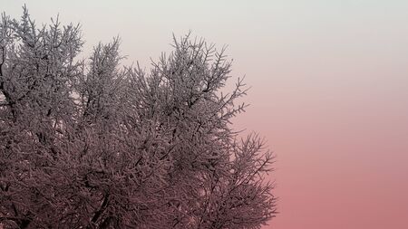 Branch of tree in snow texture, light coral duotone, Winter and Christmas background for postcard and wallpaper, vintage style, horizontal banner with copy spaceの写真素材
