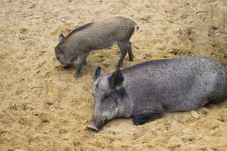 Female Wild boar, Sus scrofa, is laying on the sand and her small cub is next to her. Hrizontal with copy space for design about animals, nature.の写真素材