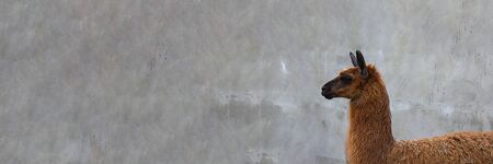 Cute orange lama with black eyes and ears profile on empty grey cement background. Alpaca, farm animal. Long horizontal banner with copy space.の写真素材