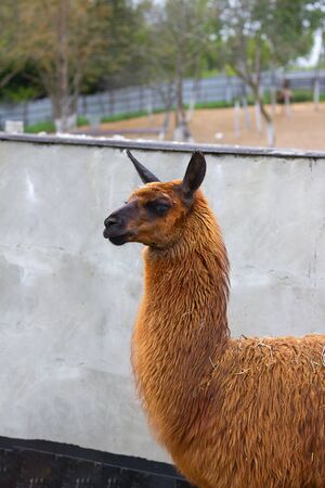 Cute orange lama with black eyes and ears profile next to grey cement wall. And sand and trees are seen far away. Alpaca, farm animal. Vertical with copy space.の写真素材