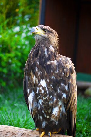 Brown Eagle with yellow nib with its head turned left is captive with green tree and grass on the background. Walk through the National Park. Summer Day, Zoo Animals, Verticalの写真素材