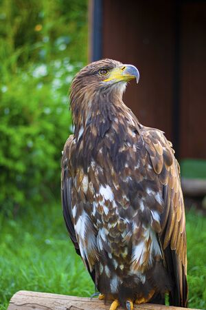 Brown Eagle with yellow nib with its head turned right is captive with green tree and grass on the background. Walk through the National Park. Summer Day, Zoo Animals, Verticalの写真素材