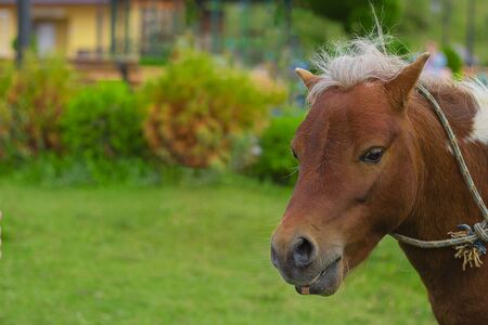 Red Pony head with white crista and cord on its neck on the background on green loan and trees. Horizontal with copy space. Animal abuse, pet, Small horse.の写真素材
