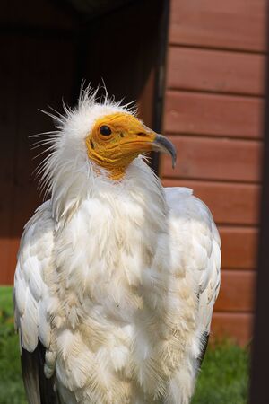 Egyptian Neophron percnopterus bird of prey, the white scavenger vulture or pharaohs chicken, closeup on brown planks background. Selective focus, portrait, Captive animals.の写真素材