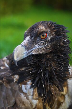 Brown Eagle head turned left close up with green tree and grass on the background. Walk through the National Park. Summer Day, Zoo Animals, Vertical, willd redatory bird. Portrate, Selective focusの写真素材