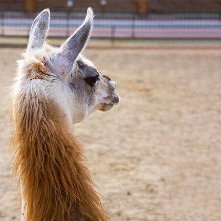 Cute orange lama with black eyes and ears profile on empty grey cement background. And sand and trees are seen far away. Alpaca, farm animal. Square with copy space.の写真素材
