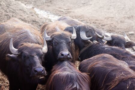 Cape Buffalo Herd on the background of red soil. Horizontal with copy space for text and design about cattle and nowt.の写真素材