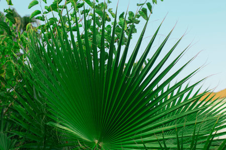 Palm green leaf isolated on the background of sky. Horizontal