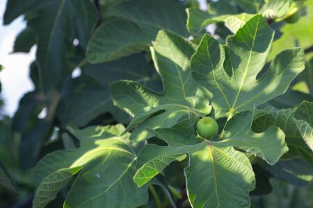 Fresh green fig growing on a tree on the background of defocused garden and bokeh. Horizontal with copy spaceの写真素材