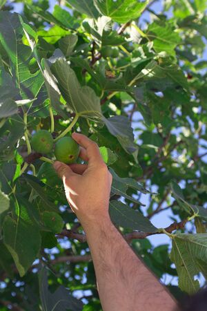 man hand picks up fresh green fig from the tree with big leaves For wallpaper and design about gardening, growing up fruit plants, harvest. Vertical.の写真素材