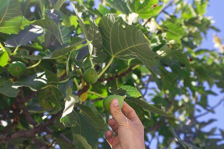 man hand picks up fresh green fig from the tree with big leaves Horizontal. For wallpaper and design about gardening, growing up fruit plants, harvestの写真素材