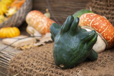 Halloween autumn decorative background star shaped green squash pumpkins on aged line rope backdrop with copy space. Wallpaper about gardening and harvest, healthy product, Horizontalの写真素材