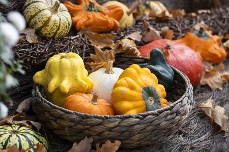 Halloween autumn decorative background star shaped colorful squash pumpkins in natural basket and aged line rope backdrop. Wallpaper about gardening and harvest, healthy product, Horizontalの写真素材