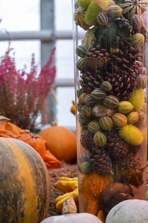 Halloween autumn background pine cones and squirting cucumbers in glass tube and big pumpkins around. Wallpaper about gardening and harvest, design, Vertical with copy spaceの写真素材